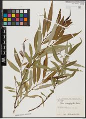 Foto von Salix acmophylla Boiss.
